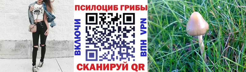 kraken как войти  Володарск  Галлюциногенные грибы прущие грибы 